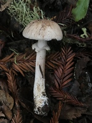 Agaricus arorae
