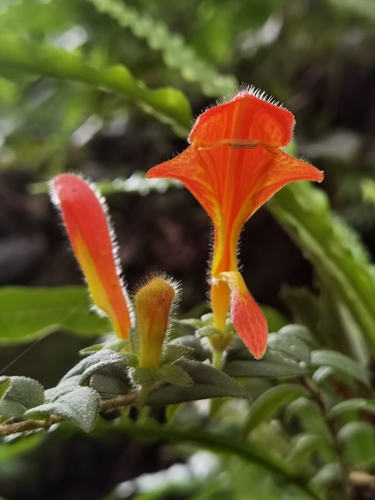 Columnea microcalyx, photograph 6