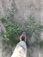 Streptanthus longirostris