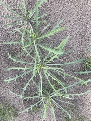 Streptanthus longirostris