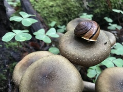 Helminthoglypta exarata