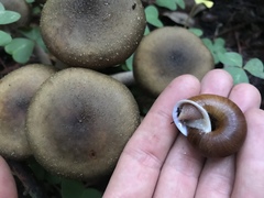 Helminthoglypta exarata