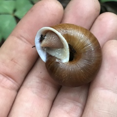 Helminthoglypta exarata