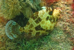 Gunn's Leatherjacket photo 2