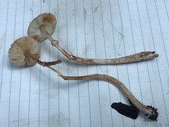 Lepiota castanescens