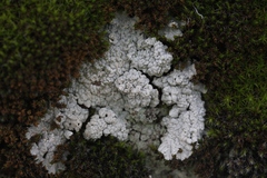 Trapeliopsis steppica