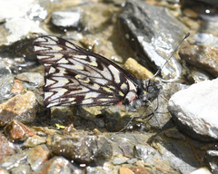 Catasticta scurra