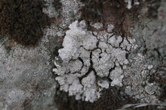 Trapeliopsis steppica