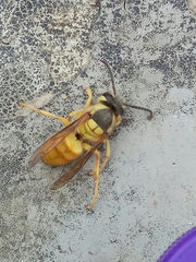 Vespa bicolor