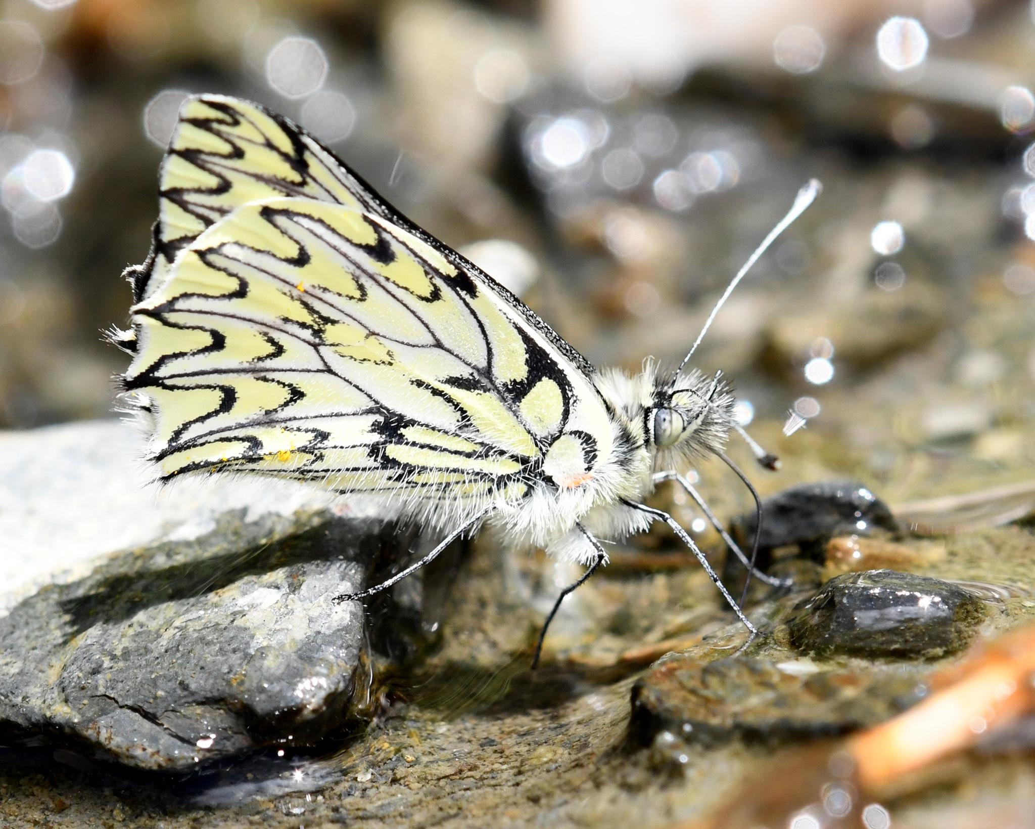 Catasticta poujadei image