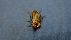 Oxelytrum discicolle