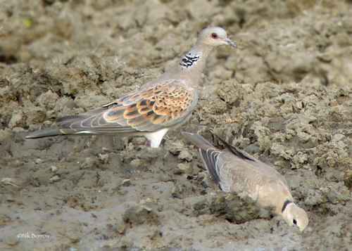 European Turtle-Dove