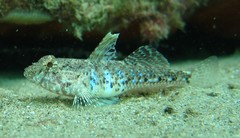 Nesogobius pulchellus