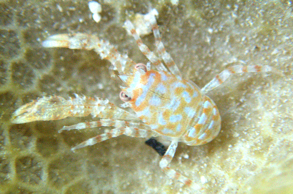 Phylladiorhynchus orpheus