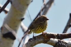 Emberiza rutila