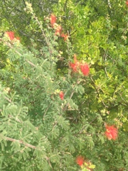 Calliandra peninsularis