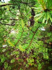 Pinus banksiana image