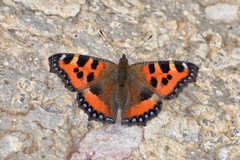Aglais urticae chinensis