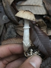 Agaricus arorae