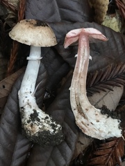 Agaricus arorae
