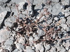 Callisia navicularis