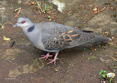 Streptopelia lugens