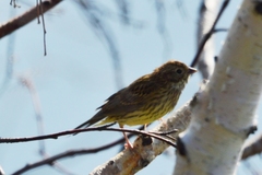 Emberiza rutila