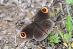 Callerebia polyphemus