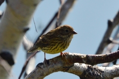 Emberiza rutila
