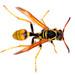 Western Paper Wasp - Photo (c) Don Loarie, some rights reserved (CC BY)