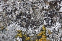 Lecanora pseudistera