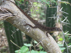 Anolis lineatus