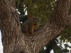 Sciurus niger