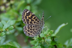 Takashia nana