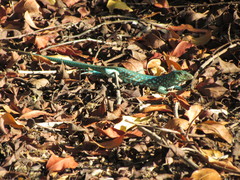 Cnemidophorus arubensis