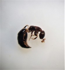 Sclerodermus niveifemur