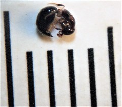 Sclerodermus niveifemur