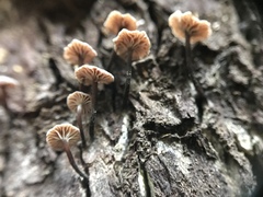 Micromphale arbuticola
