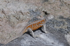 Yanez's Tree Iguana photo 4