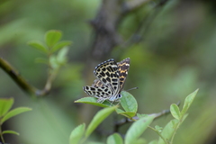 Takashia nana