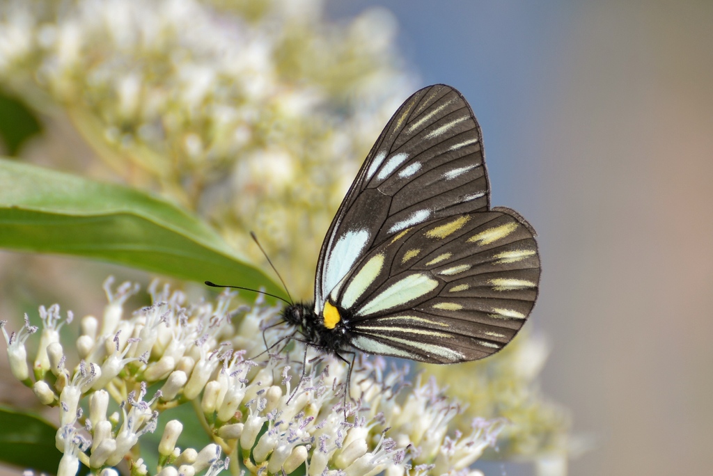 Aporia larraldei
