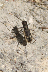 Neocicindela tuberculata