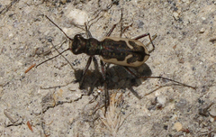 Neocicindela tuberculata
