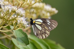 Aporia larraldei