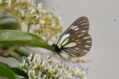 Aporia larraldei