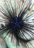 Savigny's Longspine Sea Urchin - Photo (c) http://www.colours.dk/, some rights reserved (CC BY-SA)