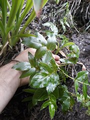 Scandia rosifolia
