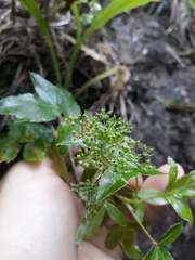 Scandia rosifolia