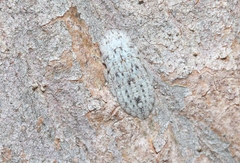 Ledromorpha planirostris