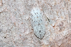 Ledromorpha planirostris